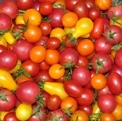 Cherry Tomatoes at the Tree Farm